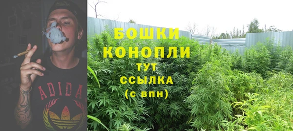шишки Белоозёрский